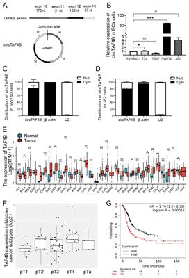 Circular RNA TAF4B targeting MFN2 accelerates cell growth in bladder cancer through p27 depression and AKT activation